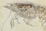 Huge, Fossil Shrimp (Aeger) - Solnhofen Limestone #240223-2